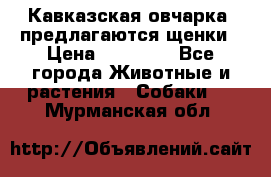 Кавказская овчарка -предлагаются щенки › Цена ­ 20 000 - Все города Животные и растения » Собаки   . Мурманская обл.